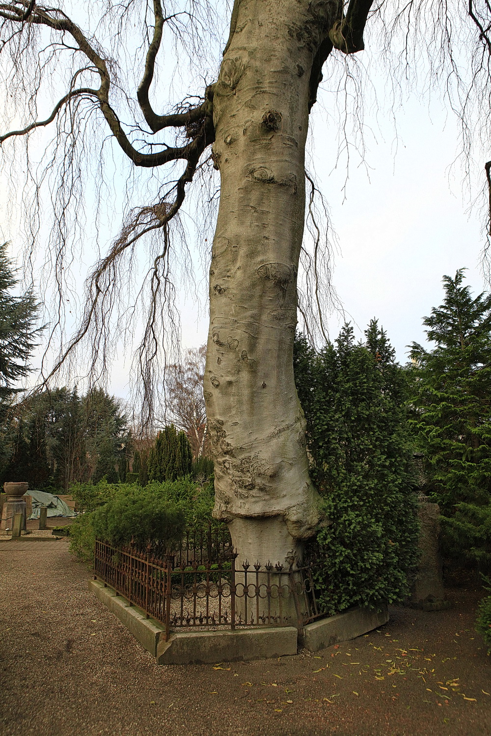 The Weeping Beech of Garnisons Kirkegård