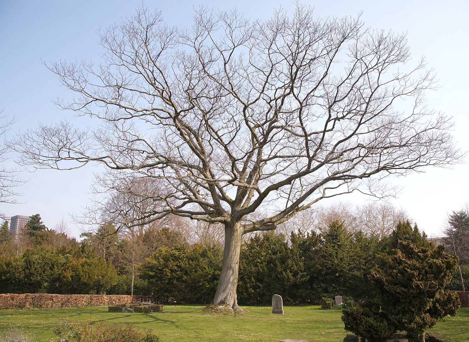 The Red Oak of Vestre Kirkegård