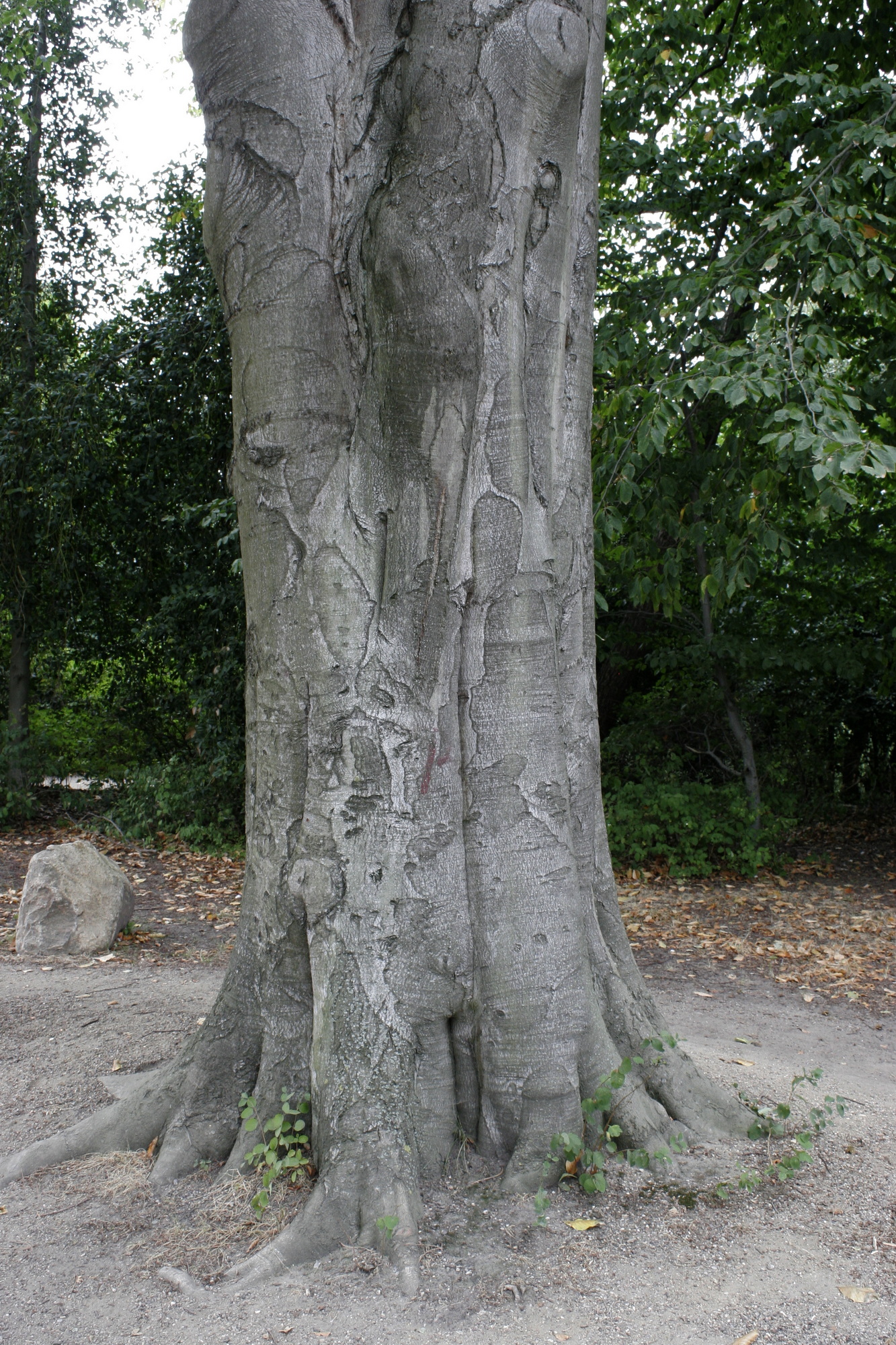 The Oriental Beech of Fælledparken