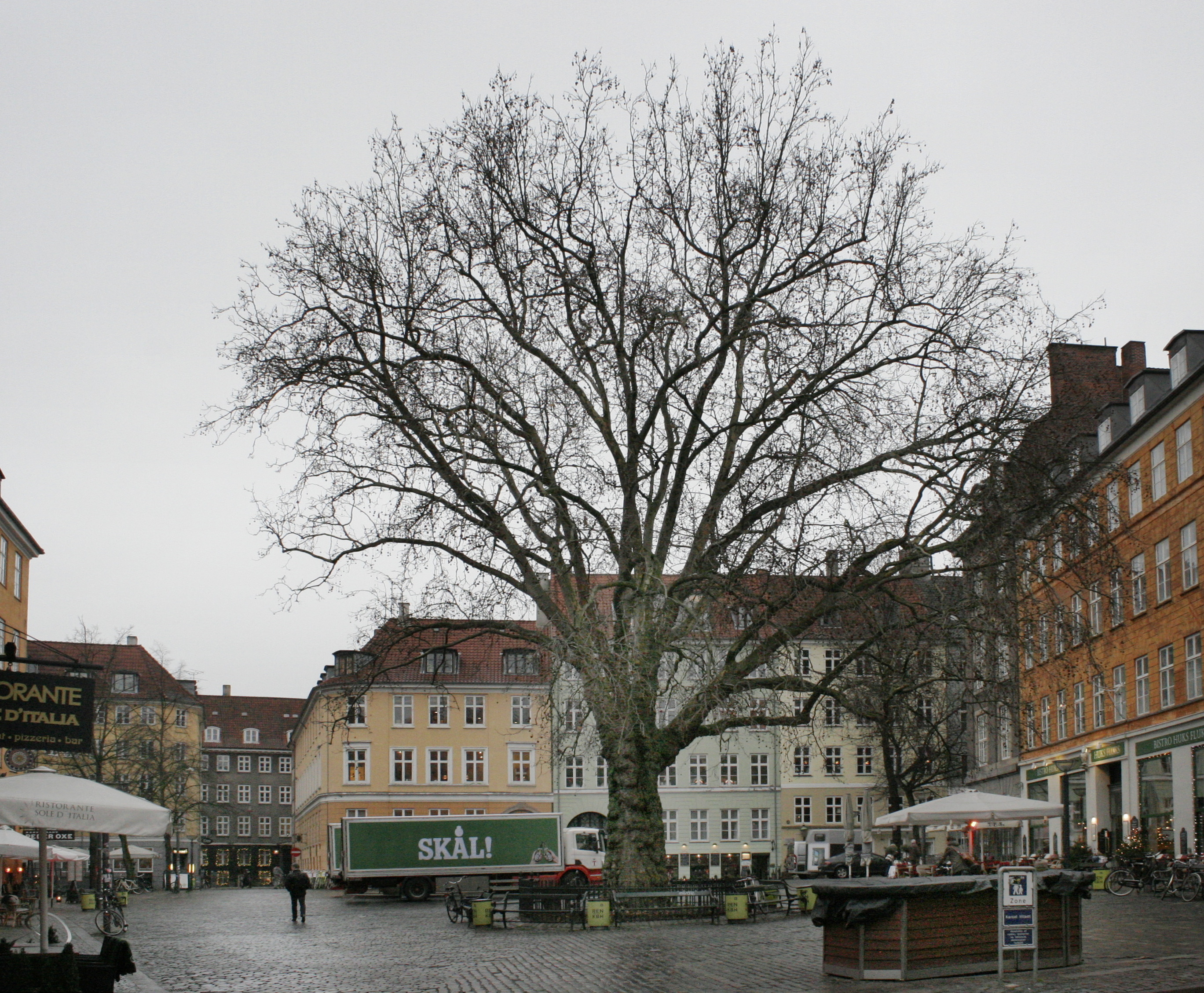 The Plane Tree of Gråbrødre Torv