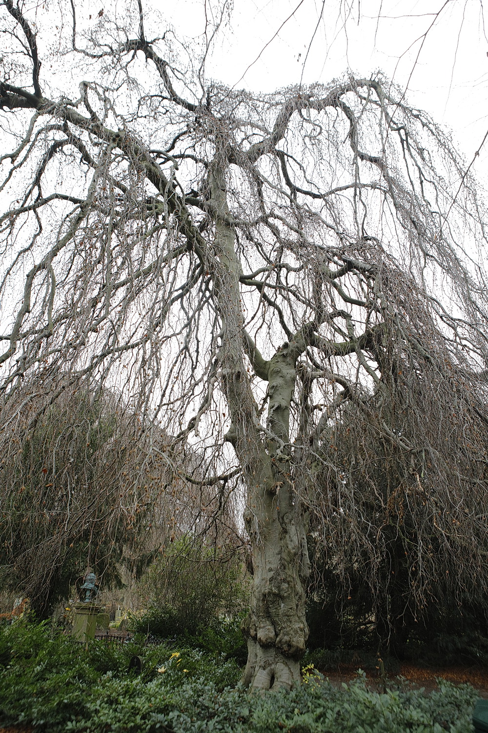 The Weeping Beech of Assistens