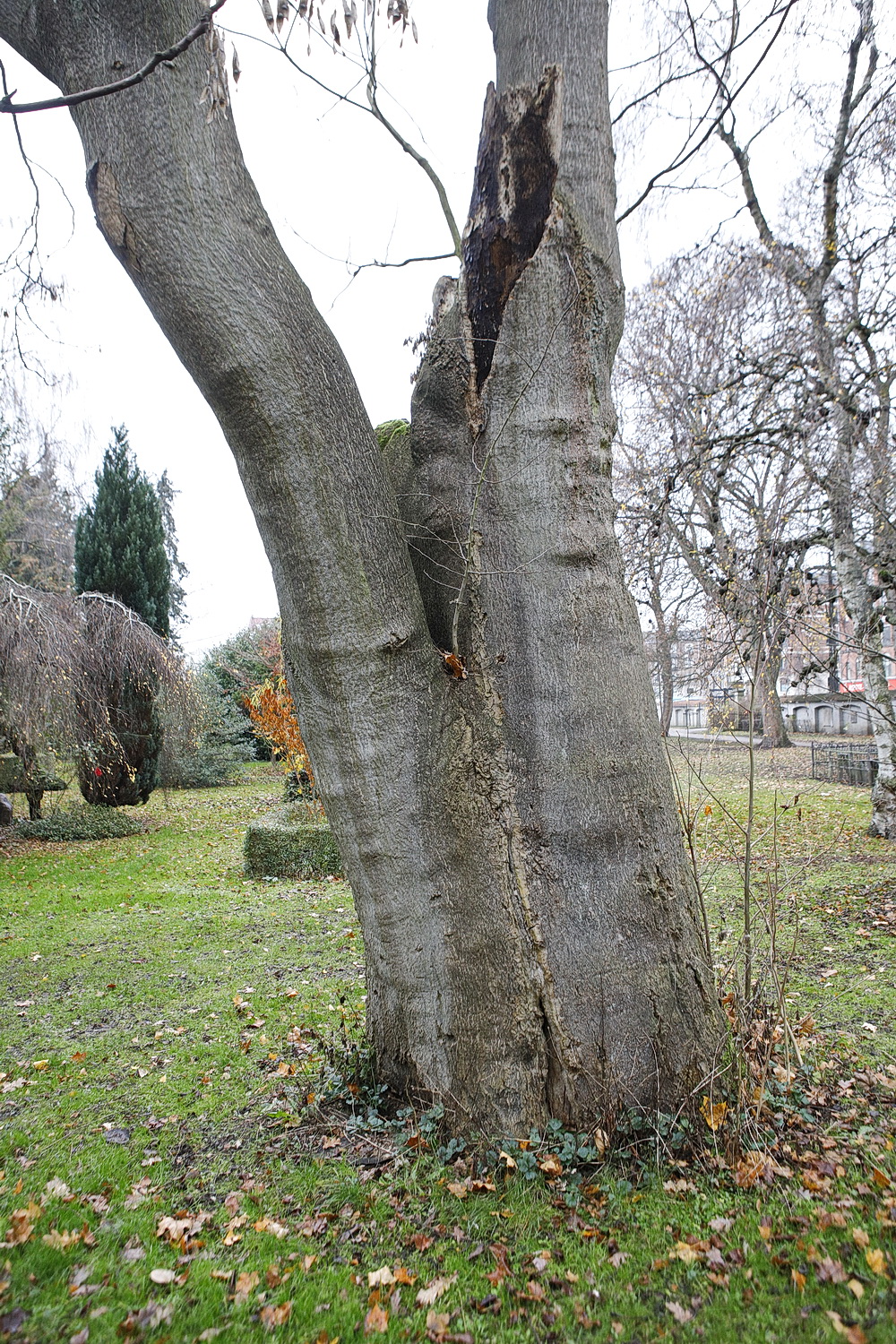 The Sky-Reacher of Assistens