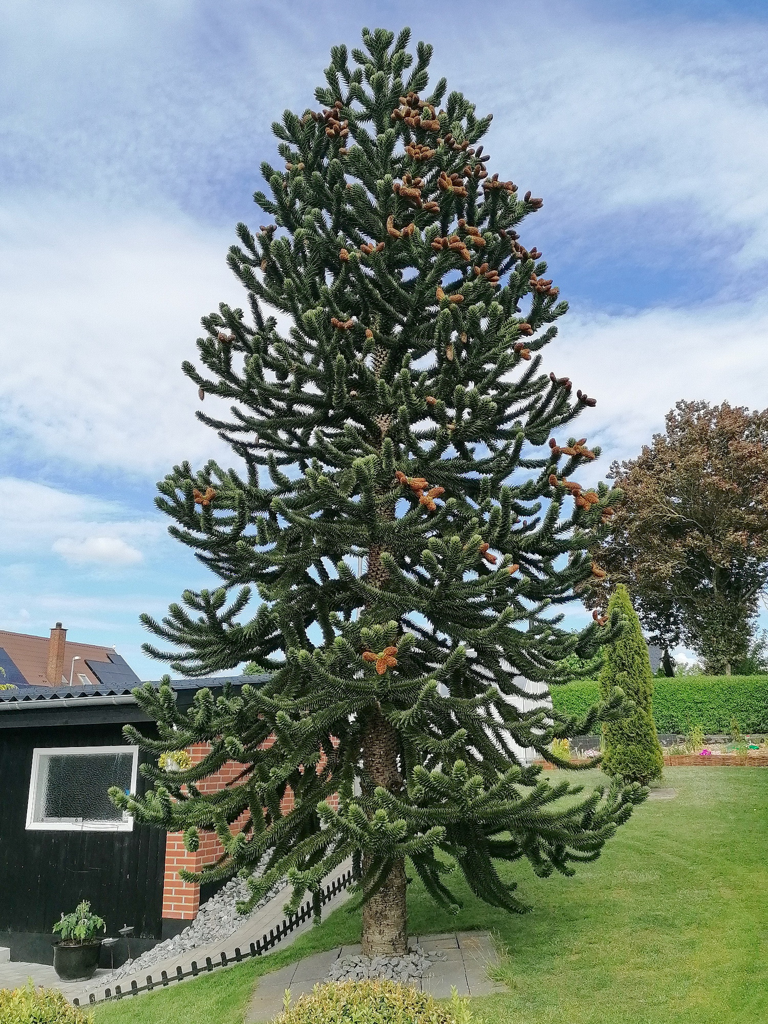 Dansk Dendrologisk Forening